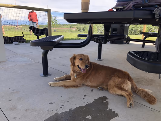 David A. Lorenz Regional Bark Park photo 1